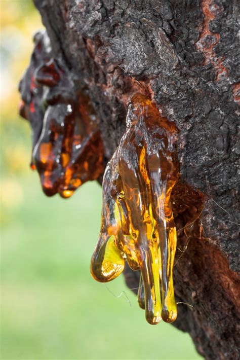Fossilized resin .